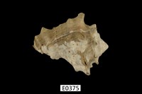 藏品(短拳螺)的圖片